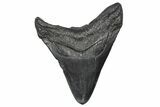 Fossil Megalodon Tooth - South Carolina #346181-1